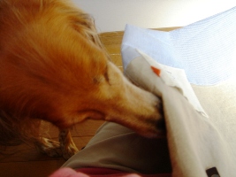 �Ȃ񂩂��邩�ȁH